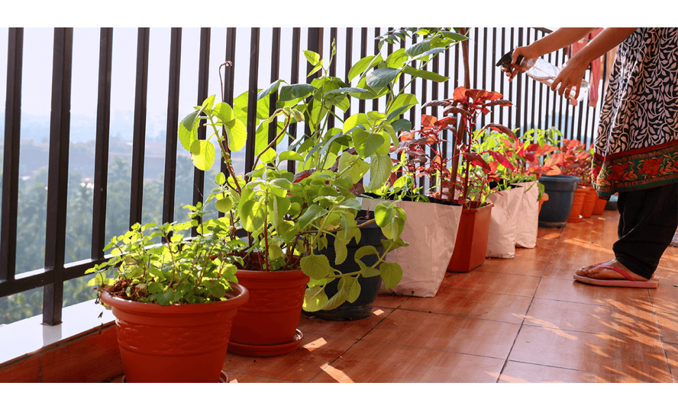 Urban Gardening on Balconies in India